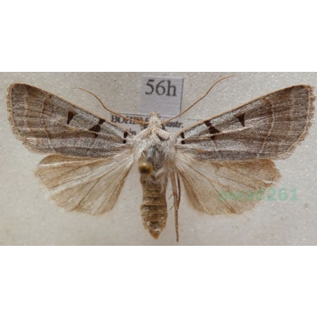 Eugnorisma glareosa (Esper, 1788) Czech56h
